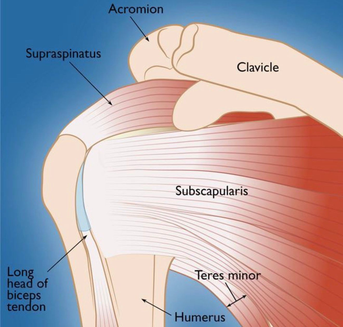 Shoulder arthroscopy recovery and rehabilitation
